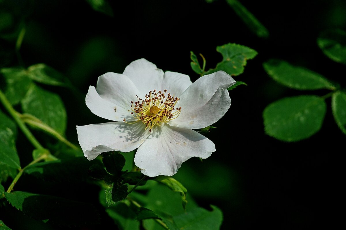 *** - Леонид leo