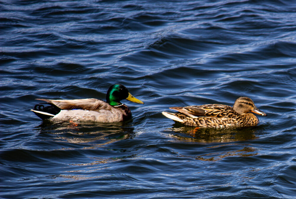 Я тебя никому не отдам) - Светлана SvetNika17 Я тебя никому не отдам) - Светлана SvetNika17