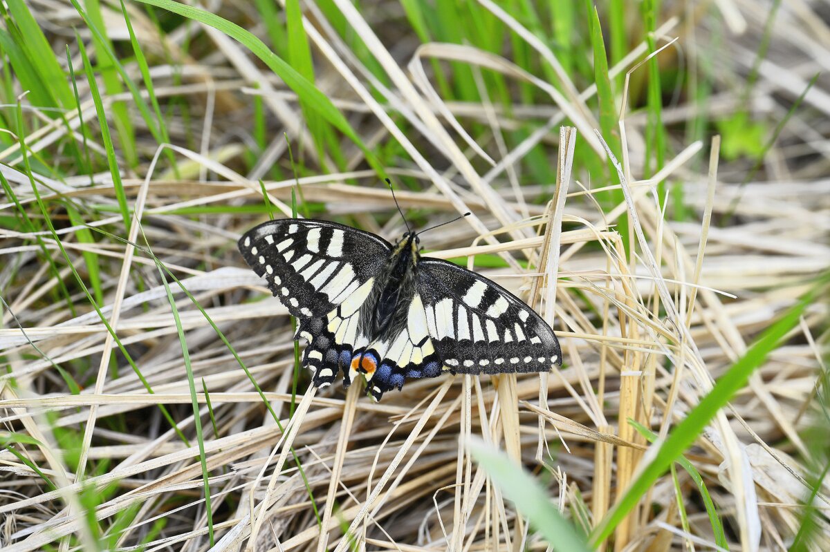 Махаон - Ольга 