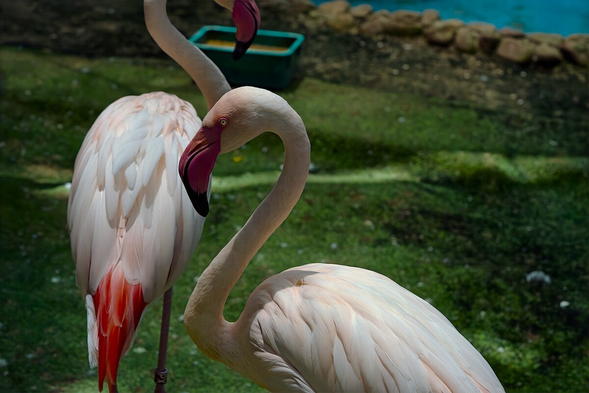 Зоопарк  Хайфа    12,06,2025 год - ujgcvbif 