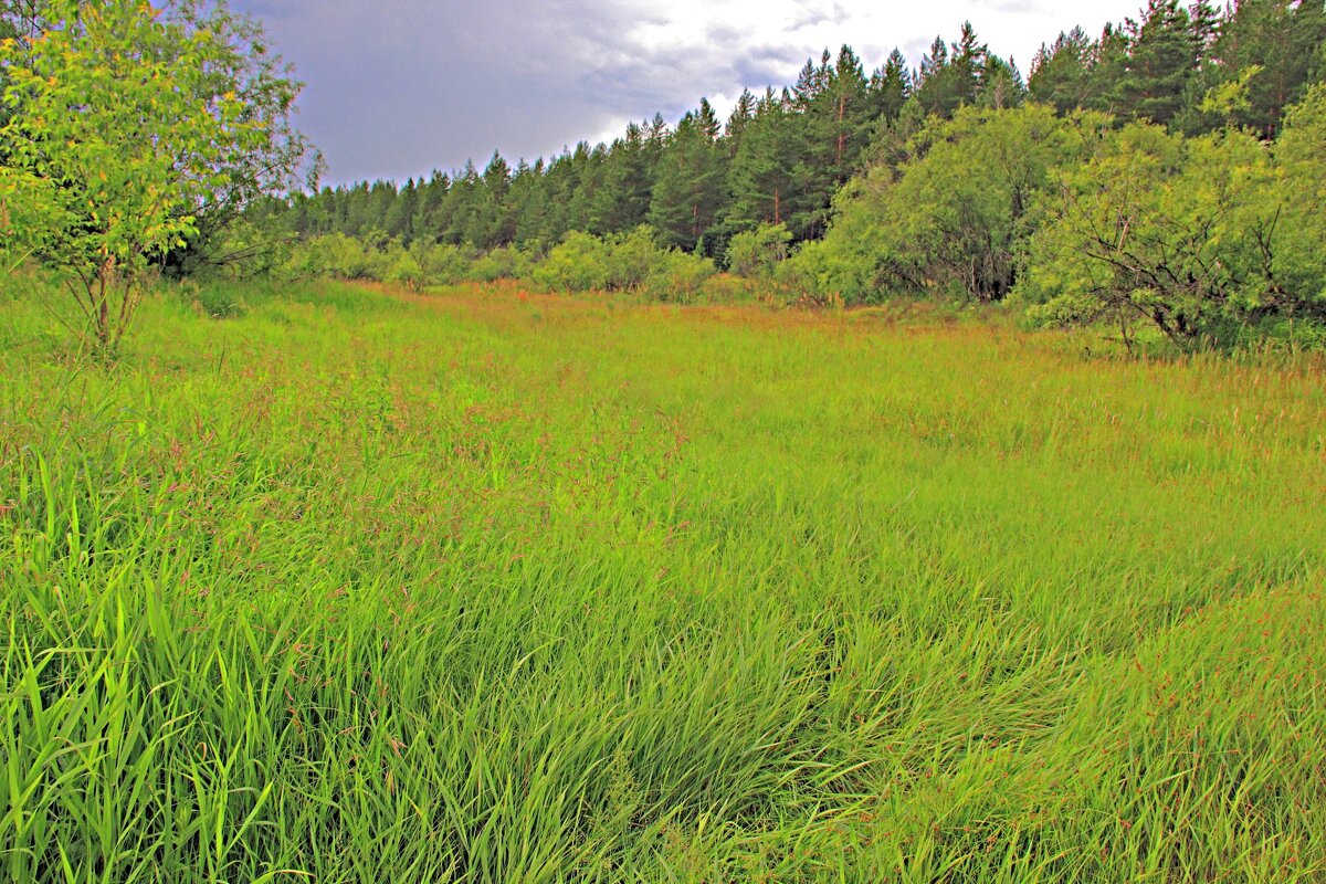 Лужок - Евгений Корьевщиков