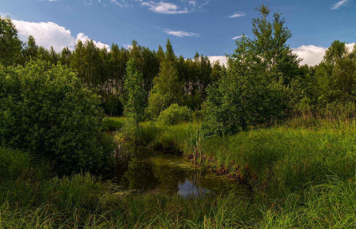 Родные берега 8 - Андрей Дворников