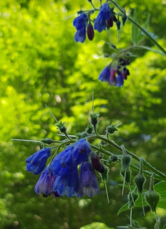 ОКОПНИК - Tata Wolf