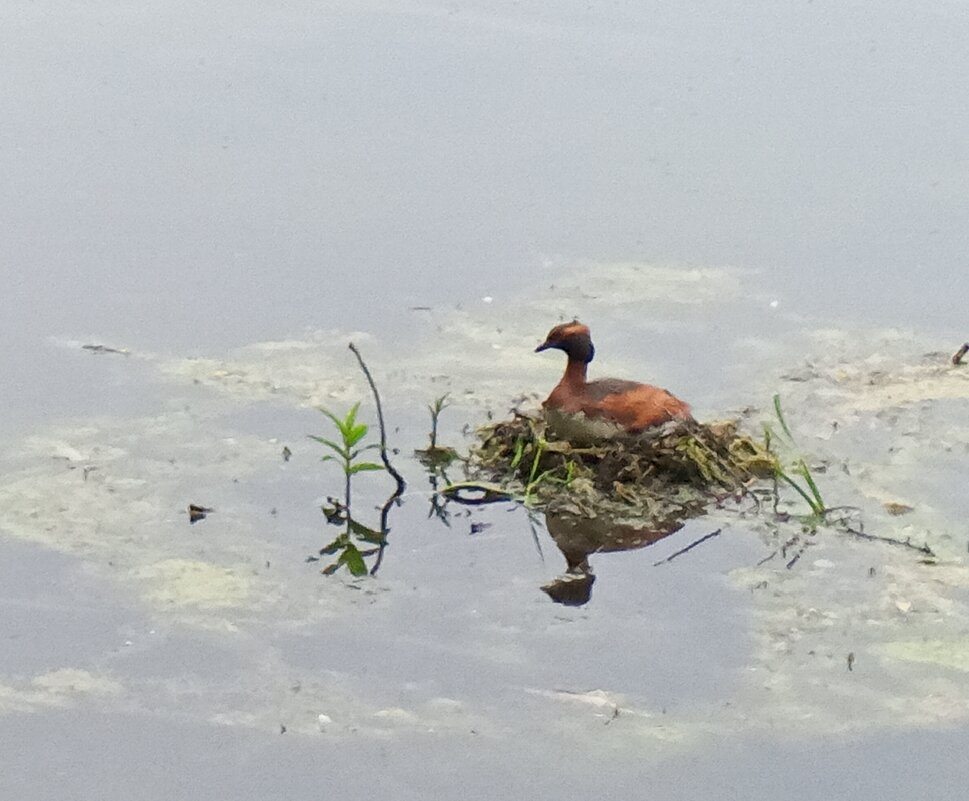 Поганка - Сапсан 