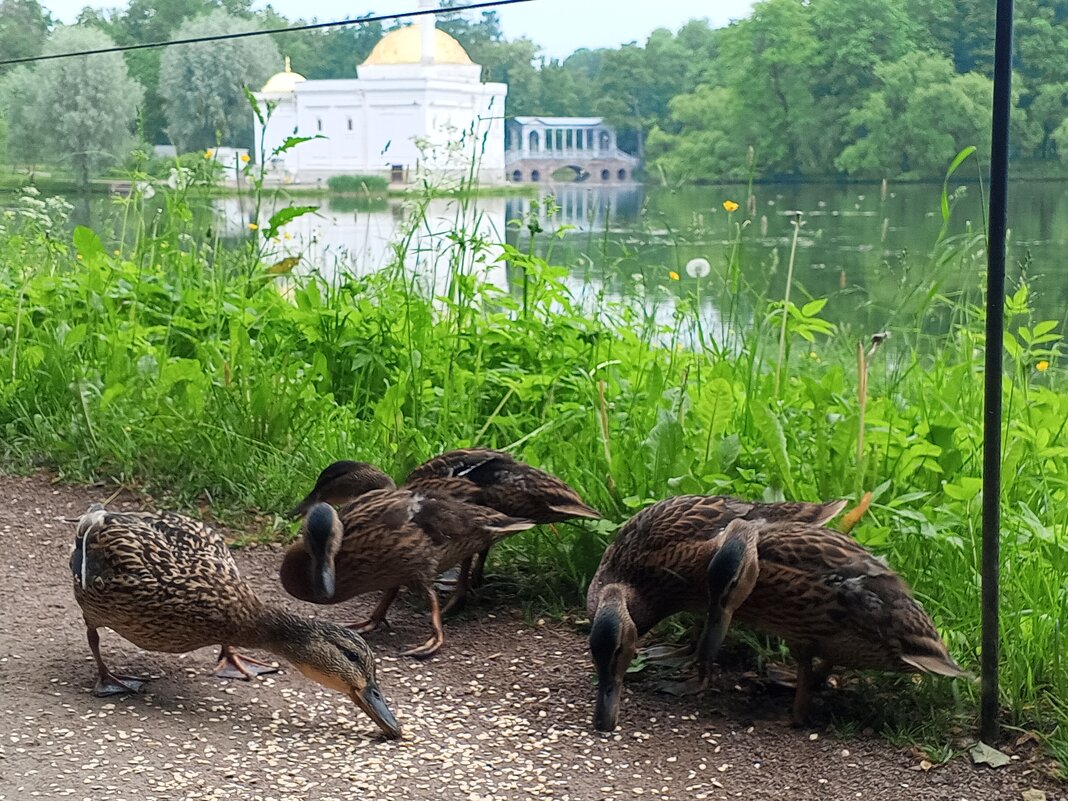 Утки - Сапсан 