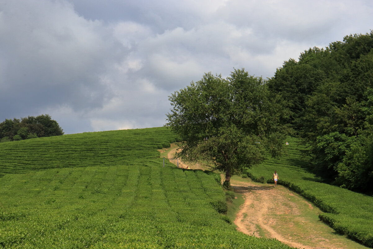 Чайные плантации-1 - Александр Николаев Чайные плантации-1 - Александр Николаев