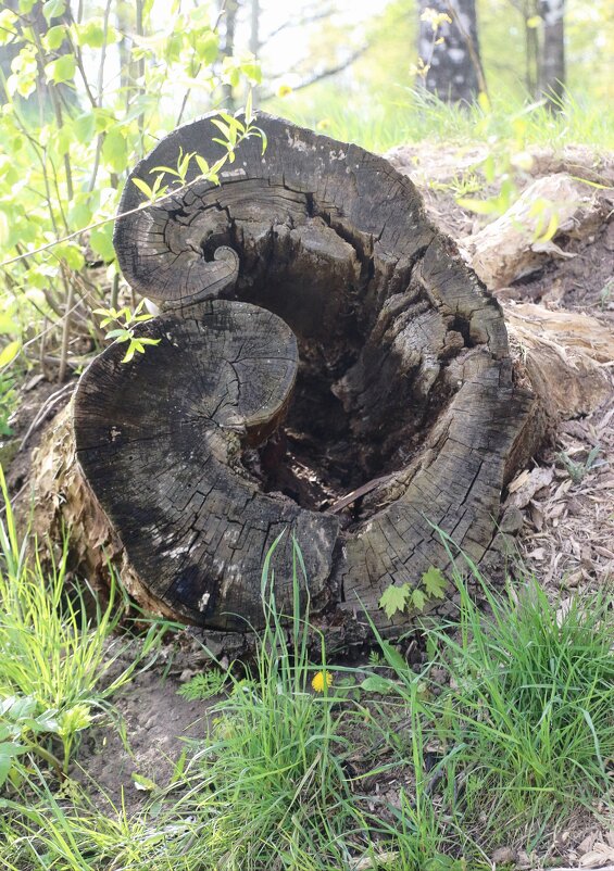 Стрельна. Орловский парк - Наталья Герасимова