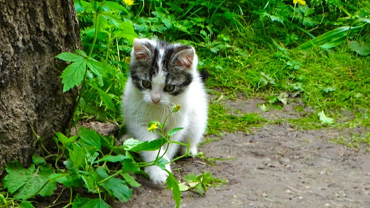 Маленький хищник на "охоте". - Милешкин Владимир Алексеевич 