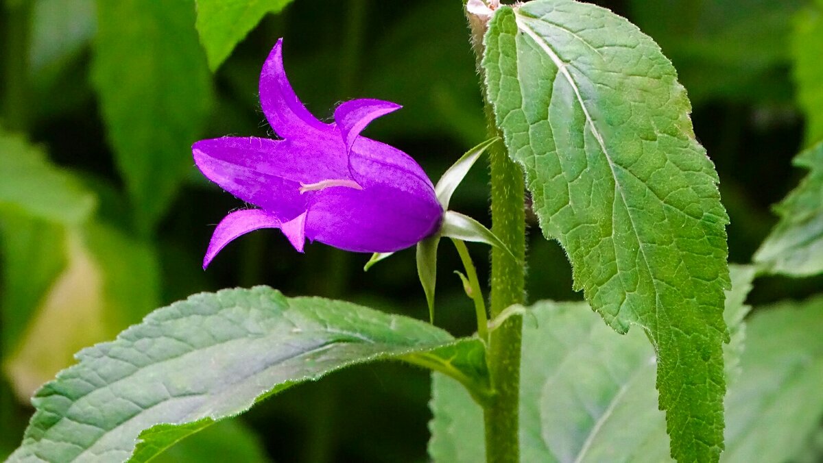Большой колокольчик. - Милешкин Владимир Алексеевич 