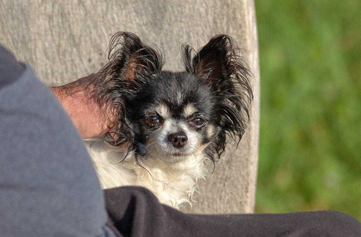 фунтик - vladimir 