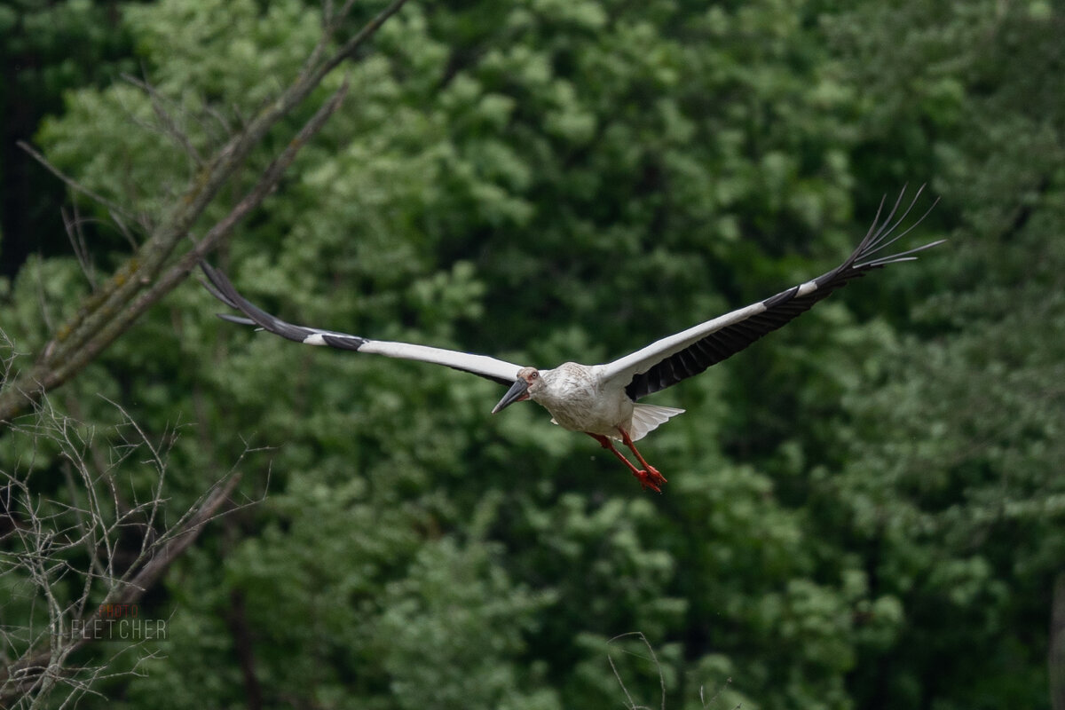 1 - Сергей Флетчер