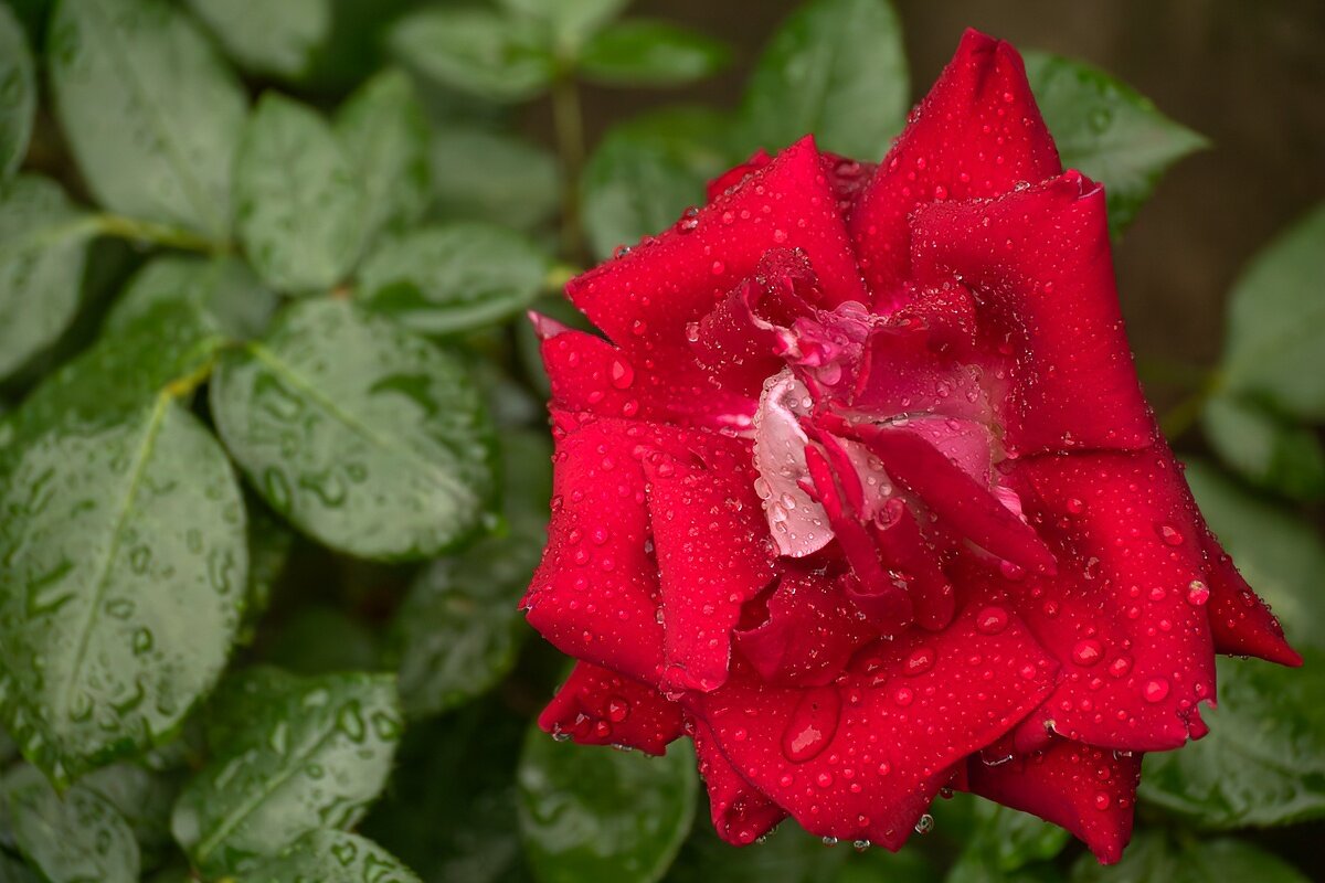 Роза - Игорь Сикорский