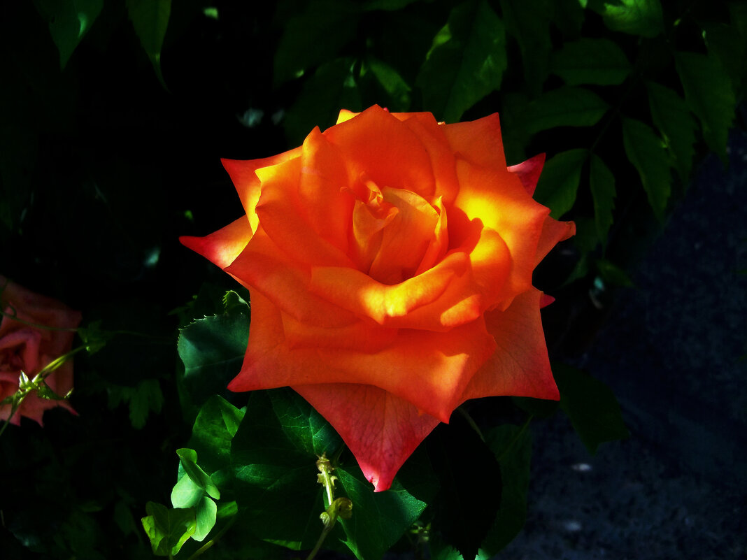 Оранжевая роза,Флорибунда - Валентин Семчишин