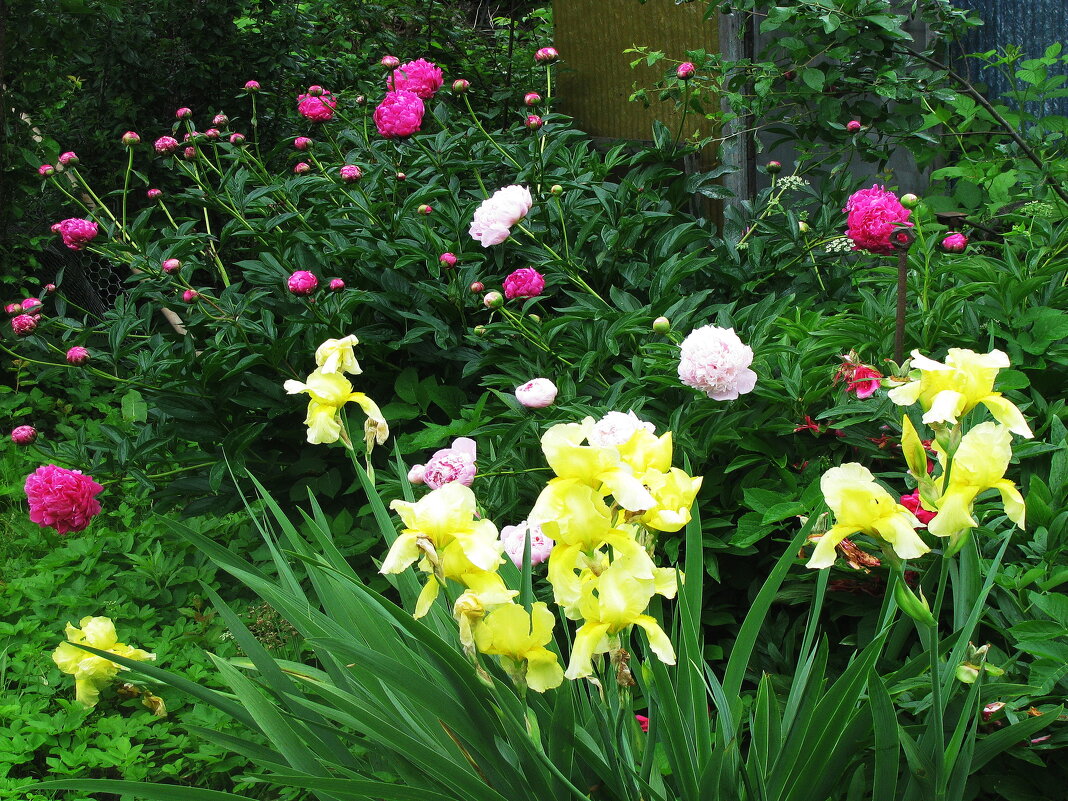 Красота в саду - Людмила Смородинская