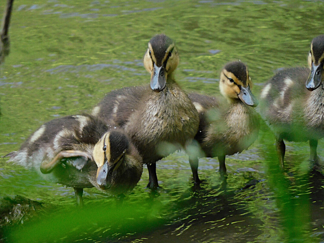 Утята - Лина 