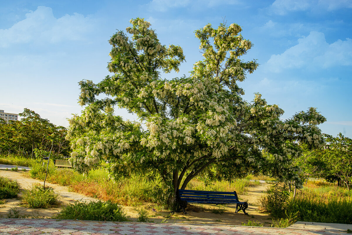 Акация - Анатолий Чикчирный Акация - Анатолий Чикчирный
