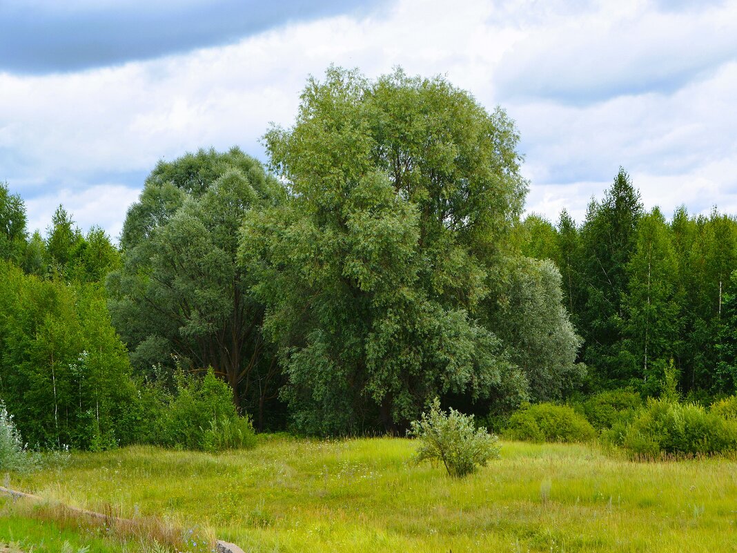 Ядрин. Ивы на опушке пойменного леса. - Пётр Чернега