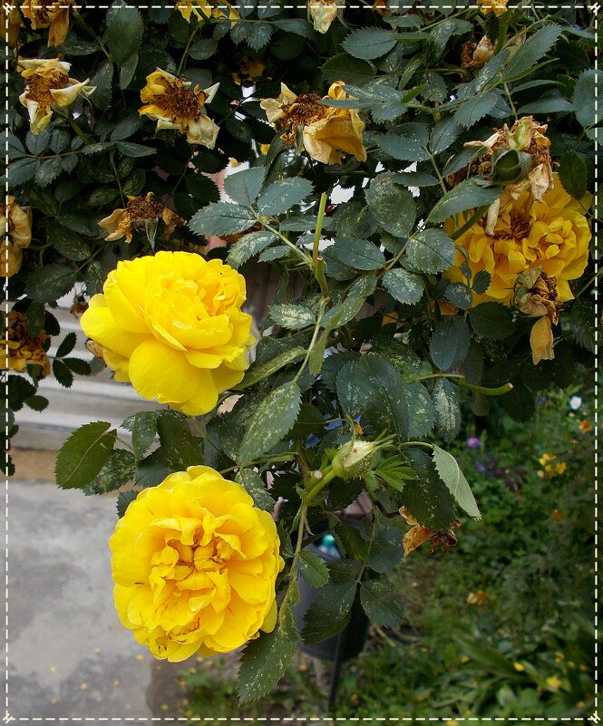 Нет.Ничто не вечно под луной... - Alisia La DEMA