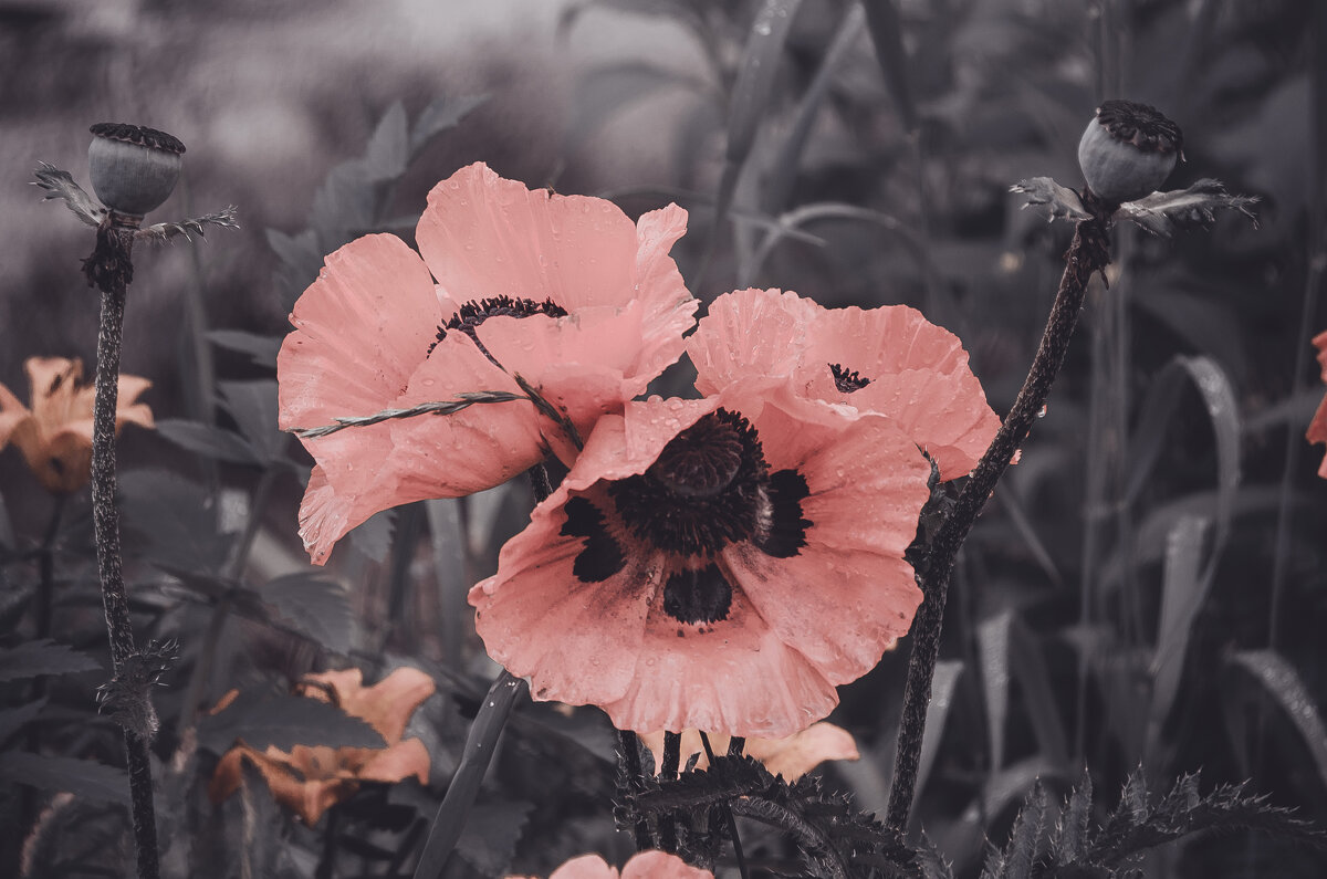 Трио Маков - Lyubov Busova Трио Маков - Lyubov Busova