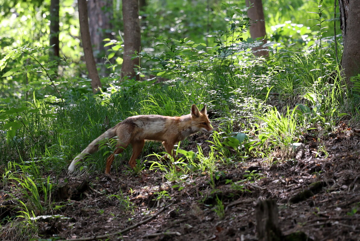 Зайцев не видели??? - Александр Кондаков Зайцев не видели??? - Александр Кондаков