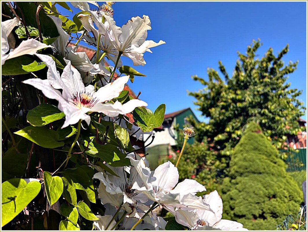 Клематис. - Валерия Комова