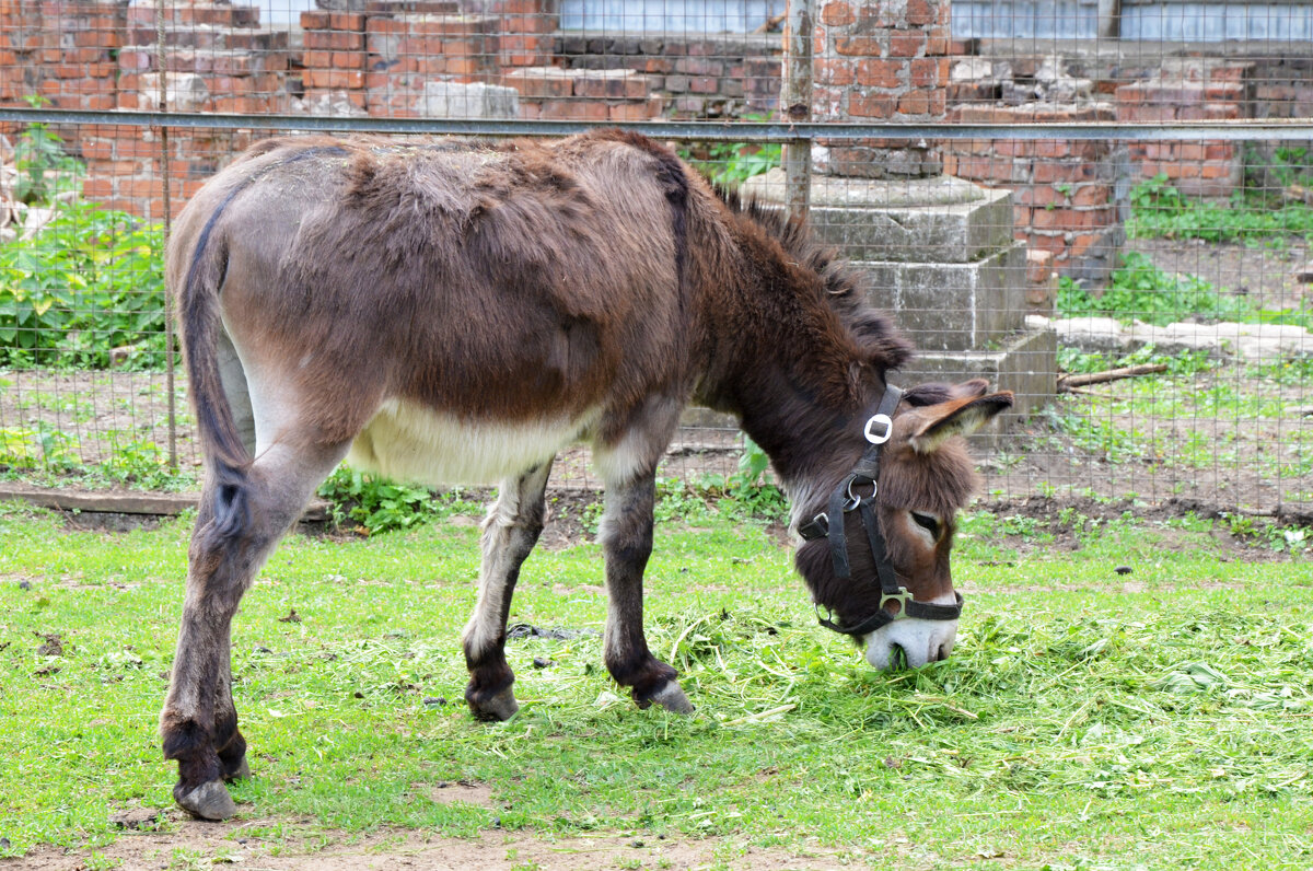 Московская область. Николо-Угрешский монастырь. Ослик. - Наташа *****