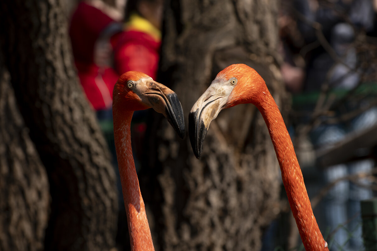 фламинго - cfysx 