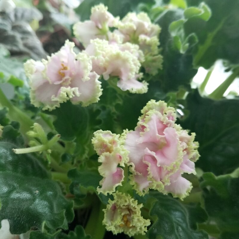 Фиалка - Елена Семигина