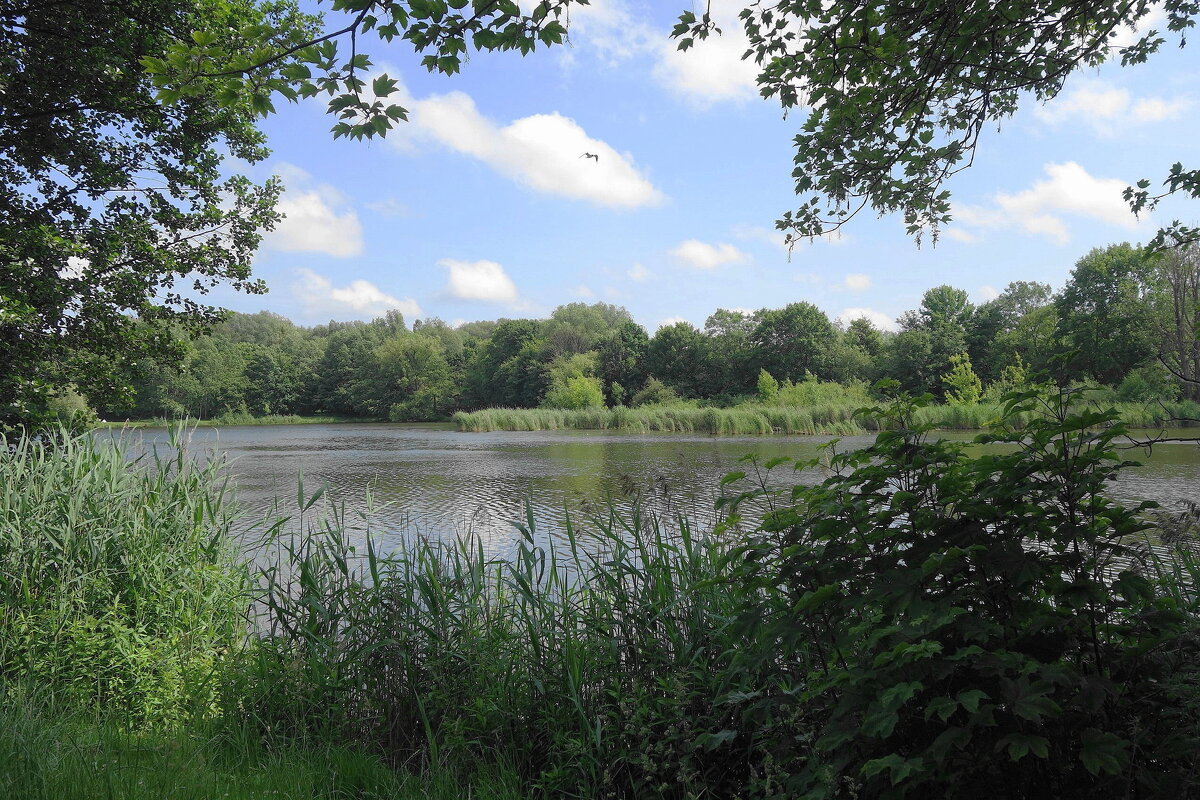 Июньский пейзаж - Рита Симонова