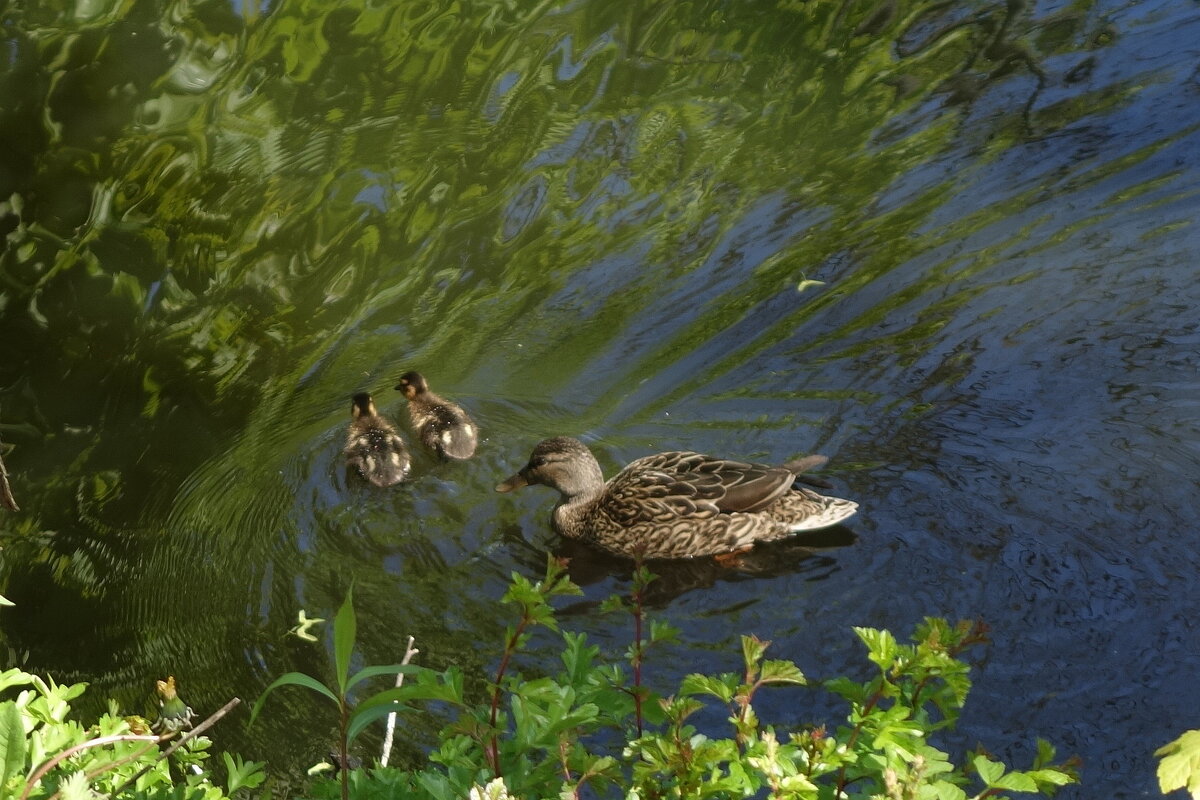 Утиный выводок - Рита Симонова