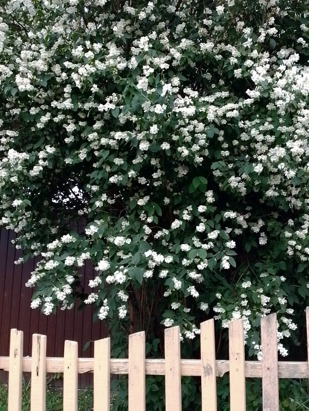 *** - Валентина Береснева