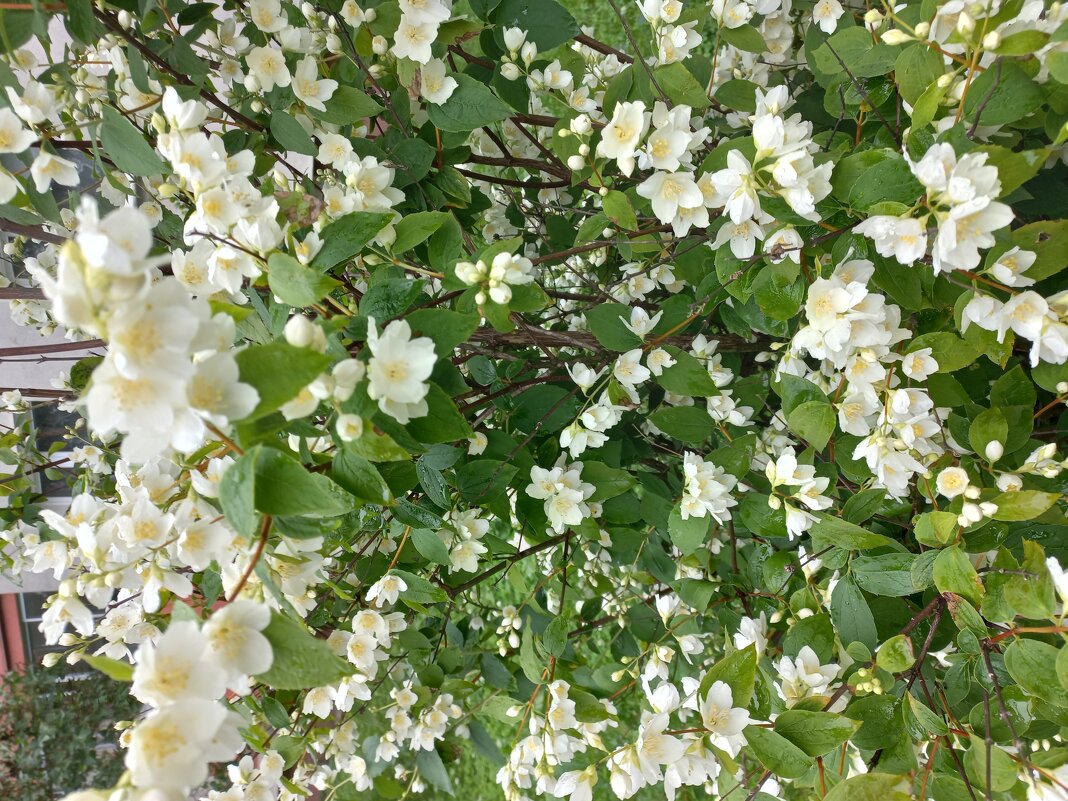 Зацвёл жасмин - Svetlana 