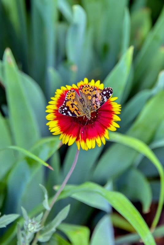 літо - Степан Карачко