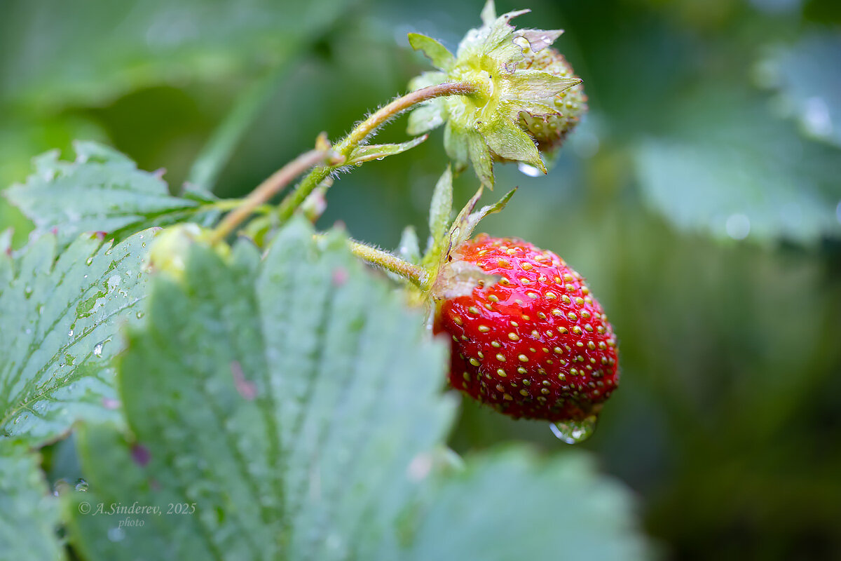 Ягода клубники на грядке - Александр Синдерёв