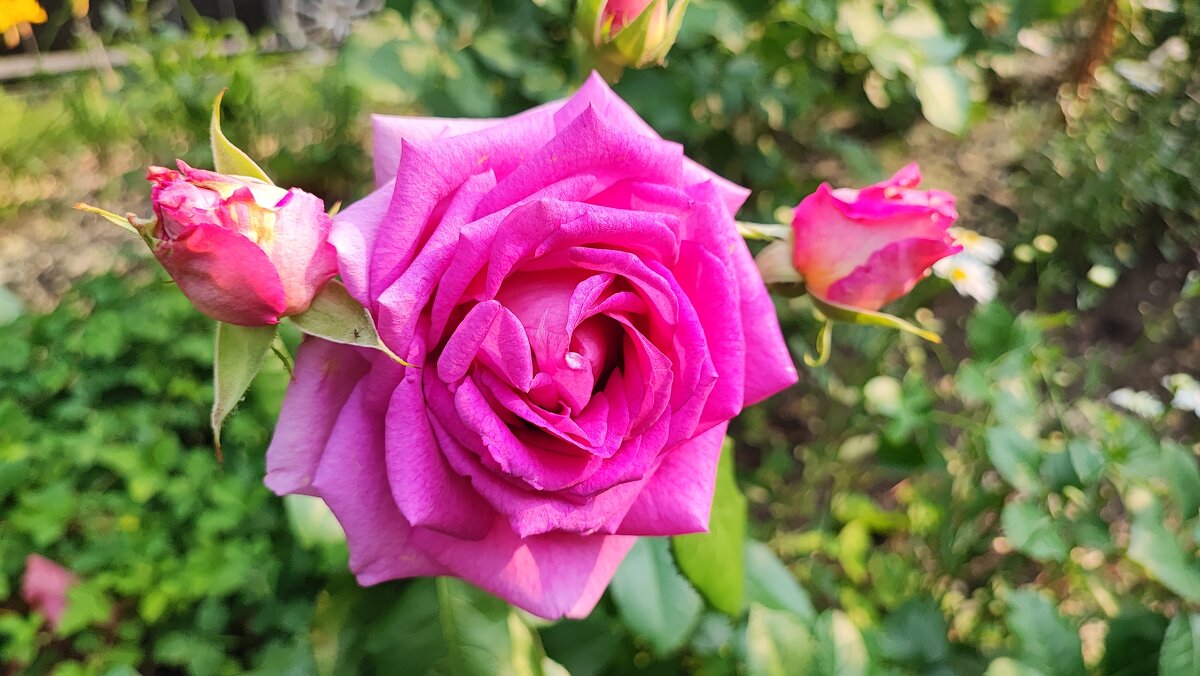 ,,, - Сергей Тимоновский