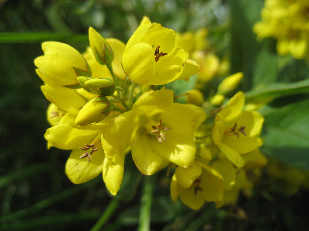 Вербейник - Anna Ivanova