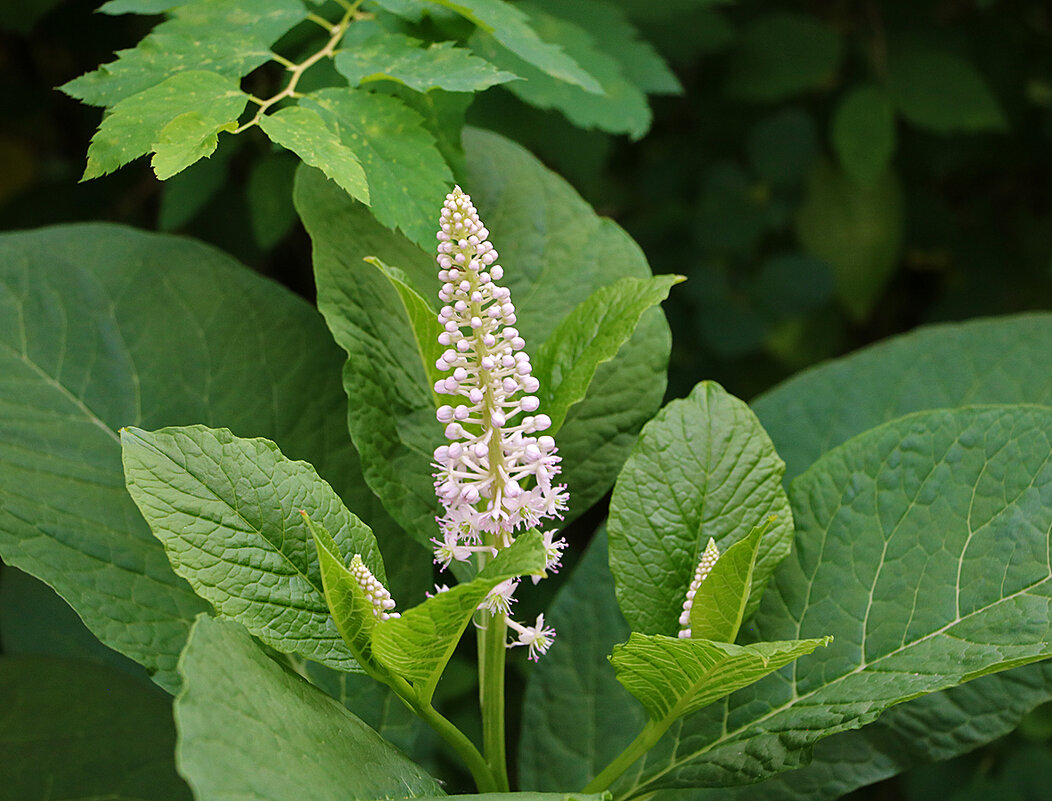Лаконос американский - Светлана 