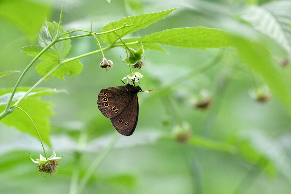 Цветёт  малина - Геннадий Супрун