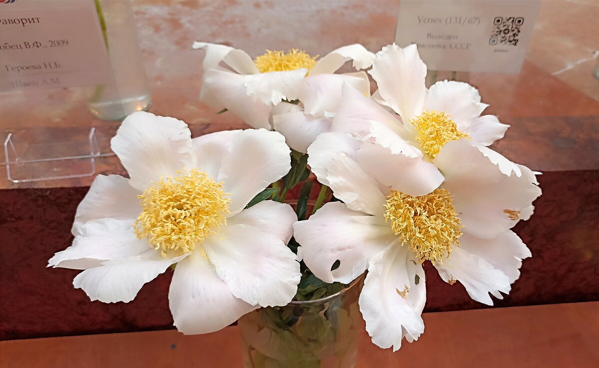 На выставке пионов в ГУМе - Татьяна Тюменка