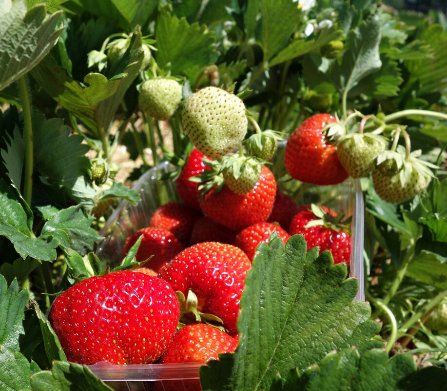 Пришла клубничная пора!... - Галина 