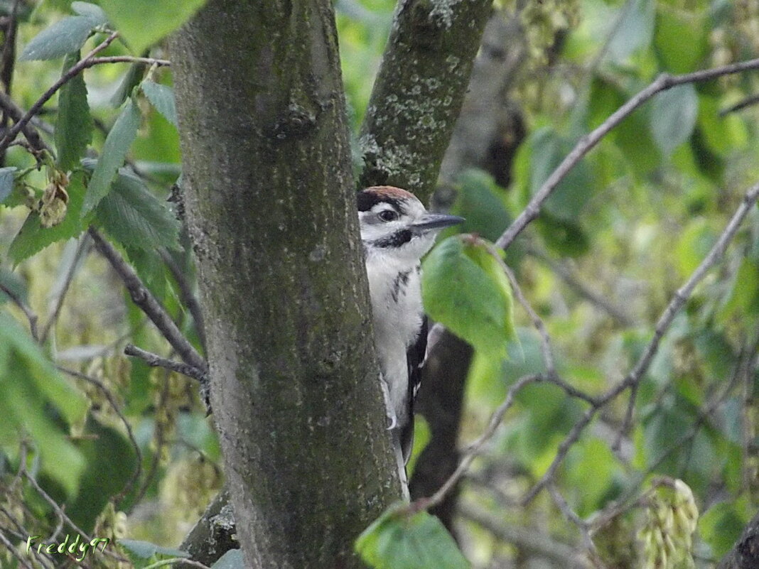 Дятел - Freddy 97