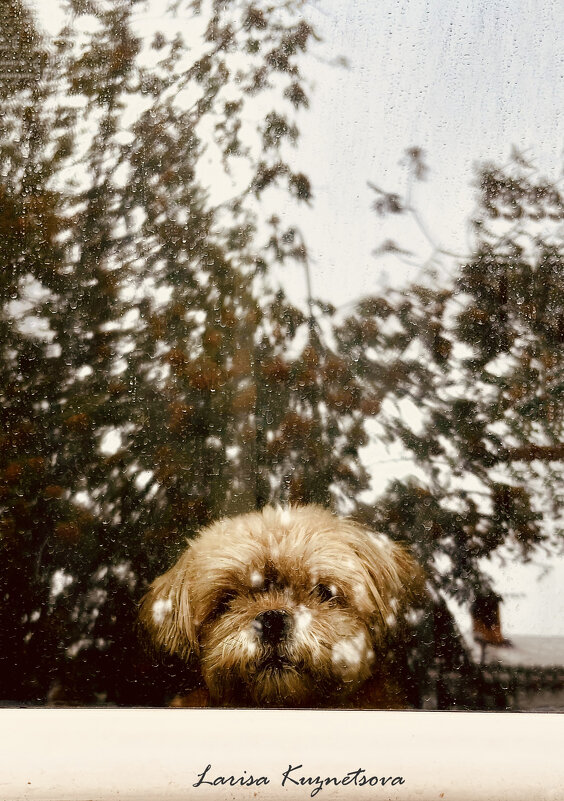 Грусть - Larisa Kuznetsova