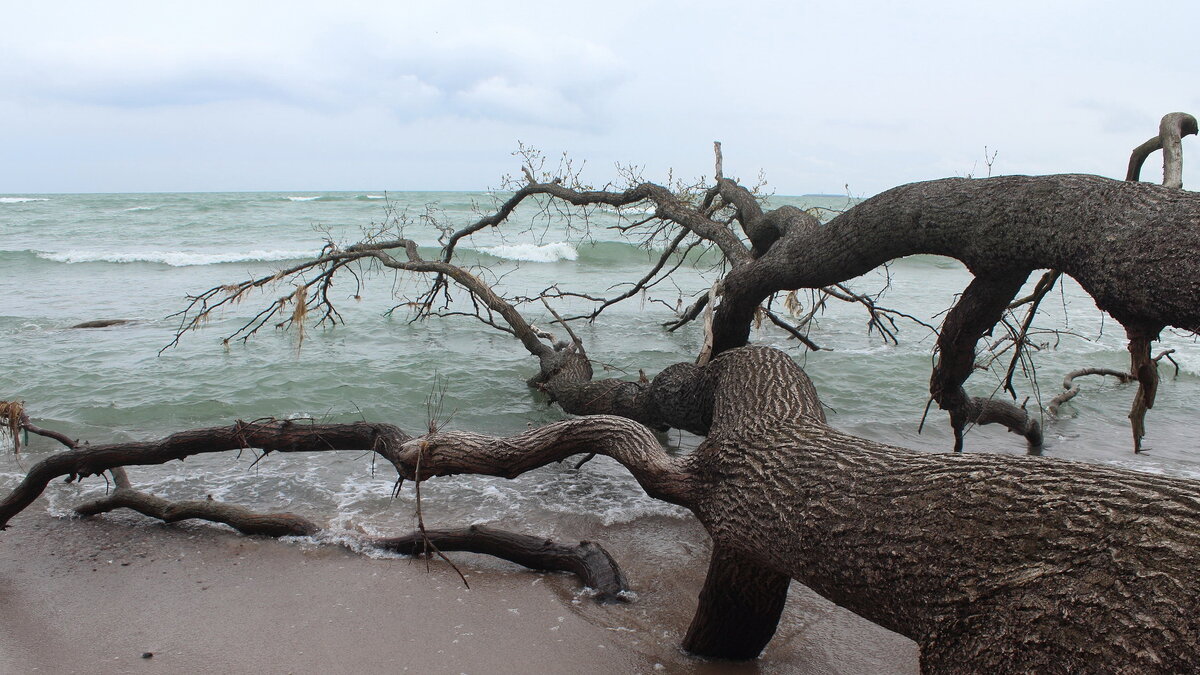 Поверженные - Августина Поверженные - Августина