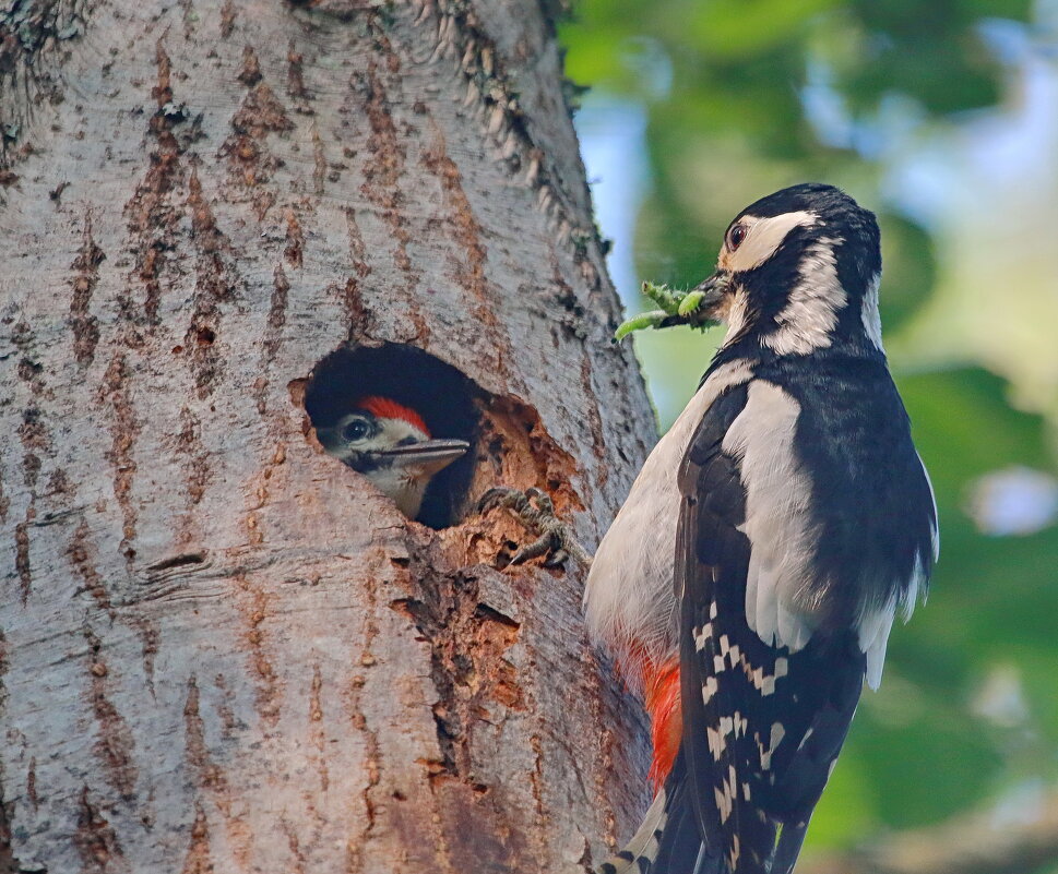 завтрак доставлен ... - Andrey Bragin 