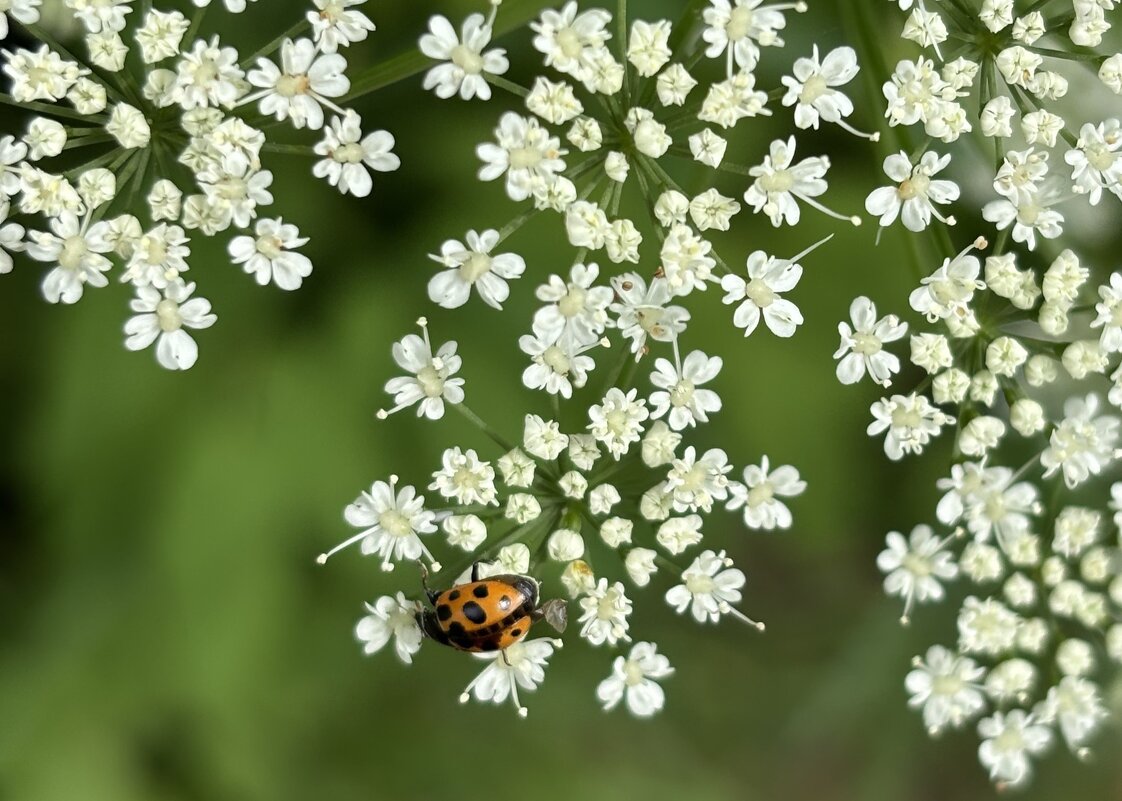 Лето - Мария - Maria