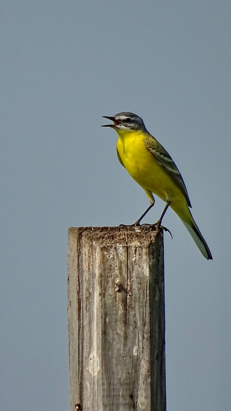 Желтая трясогузка - Павел Трунцев