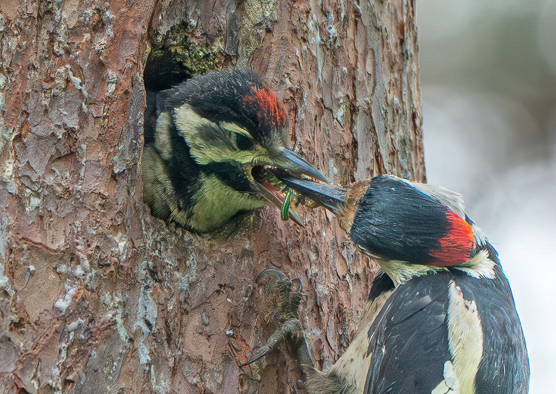 Кормление - Viktor Makarov