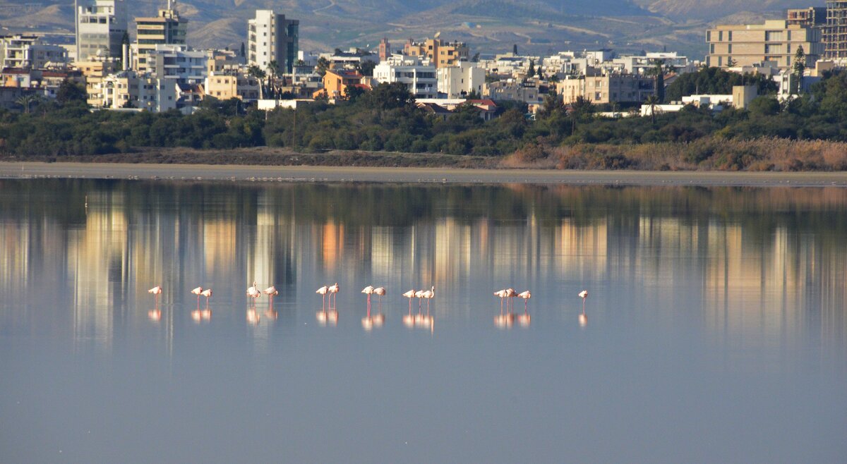 Фламинго на солёном озере в Ларнаке. Кипр - Oleg4618 Шутченко
