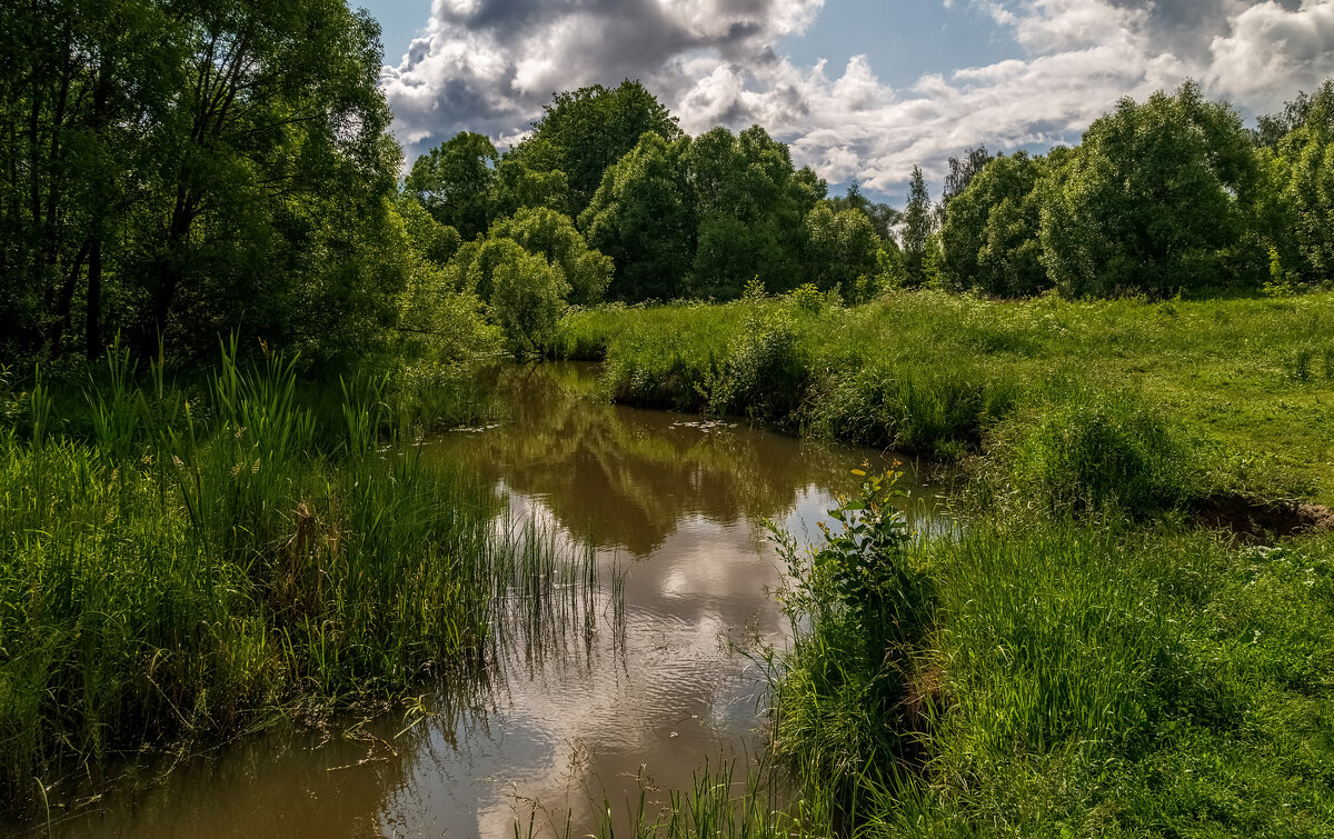 Родные берега 8 - Андрей Дворников