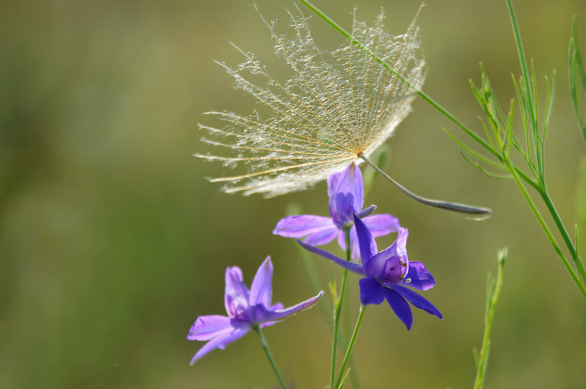 *** - Надежда Куркина *** - Надежда Куркина